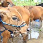 Ilustrasi ternak sapi (Ist)