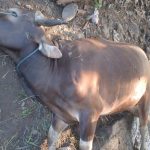 Ket poto: sapi mati mendadak di Banjar Sawe Batuagung