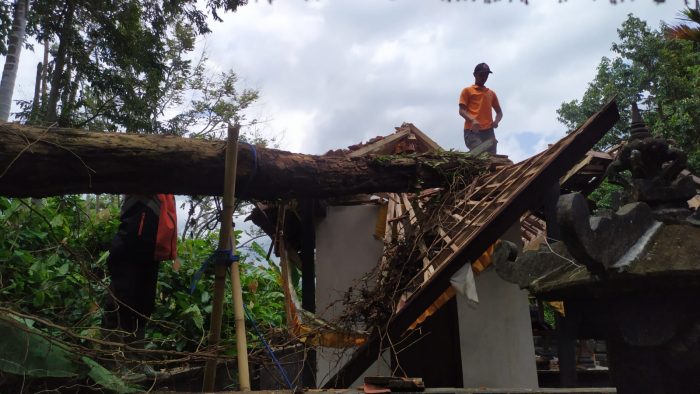 Ket poto: Salah satu rumah warga di Jembrana tertimpa pohon