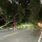 Ket poto: Pengendara sepeda motor tertimbun pohon roboh di Jalan Raya Jurusan Denpasar - Gilimanuk KM 58-59
