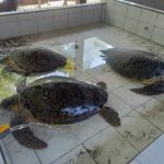 Ket poto: beberapa penyu yang berhasil diamankan dan di titipkan di Penangkaran Penyyu Kurma Asih Perancak