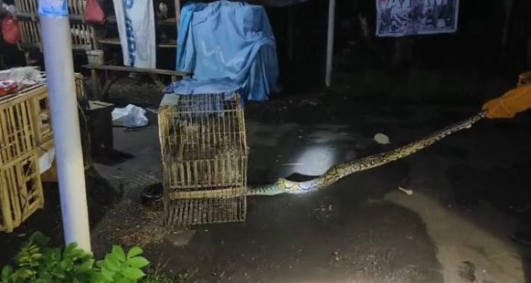 Ket poto: petugas Satpol PP Jembrana mengamankan ular sanca sepanjang 3,5 meter di relokasi pasar umum Negara parkiran Pemka Jembrana