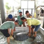 Ket poto: petugas konservasi dibantu petugas kepolisian mengamankan penyu dari hasil pengagalan upaya penyelundupan penyu