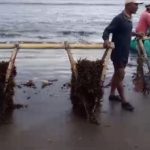 Ket poto: warga Desa Perancak memanen rumput laut di Pantai Perancak