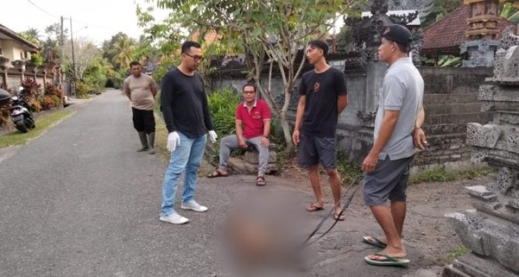 Ket poto: petugas Keswan Kesmavet Jembrana amankan anjing yang mengigit anak kecil di Banjar Kebebeng, Desa Mendoyo