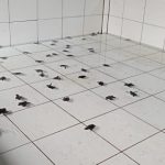 Ket poto: tukik di penangkaran Kelompok Pelestari Penyu Kurma Asih, Desa Perancak siap dilepasliarkan