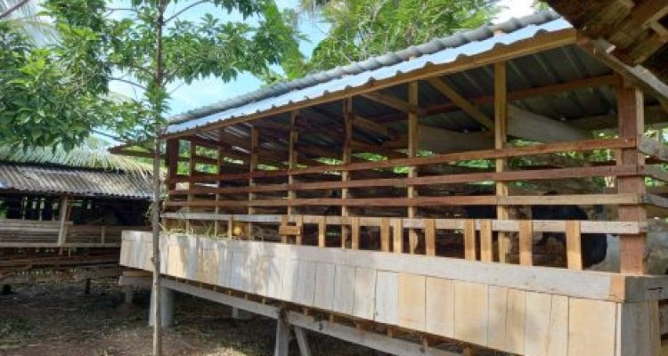 Ket poto: salah satu kandang ternak kambing di Kecamatan Negara