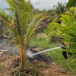 Ket poto: Petugas Pemadam Kebakaran Jembrana berusaha memadamkan api