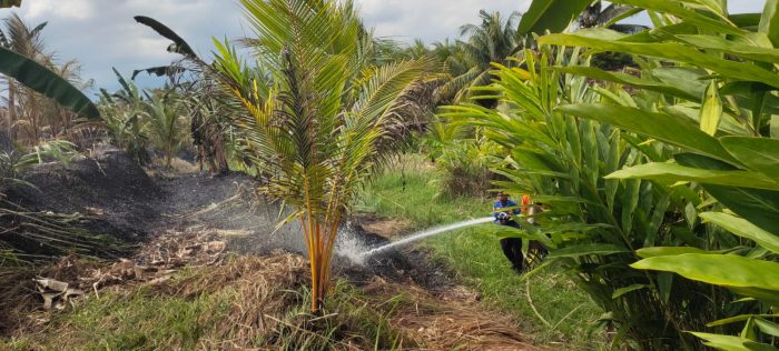 Ket poto: Petugas Pemadam Kebakaran Jembrana berusaha memadamkan api
