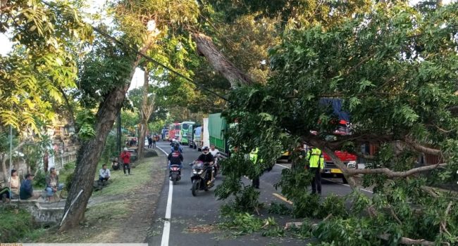 Ket poto: pohon tumbang di Desa Candikusuma
