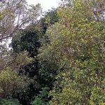 Ket poto: salah satu pohon cengkeh yang ada di Desa Batuagung