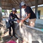 Ket poto: Penyu Lekang diamankan Kelompok Kurma Asih Ket poto: Penyu Lekang diamankan Kelompok Kurma Asih