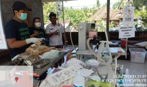 Ket poto: proses sterilisasi hewan di Kecamatan Melaya