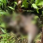 Ket poto: salah satu babi hutan yang ditemukan oleh warga mati misterius di hutan Pasatan