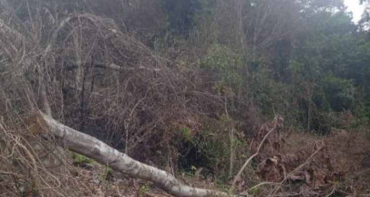 Ket poto: Sisa kayu di hutan lindung Desa Manistutu