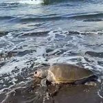 Ket poto: Bangkai Penyu Lekang di Pantai Perancak Ket poto: Bangkai Penyu Lekang di Pantai Perancak