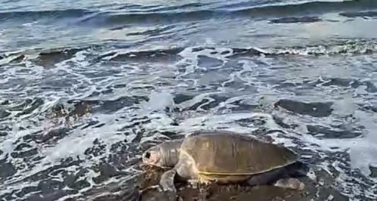 Ket poto: Bangkai Penyu Lekang di Pantai Perancak