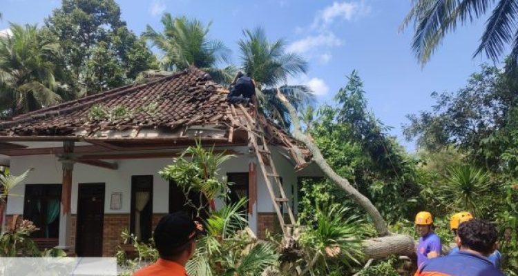 Ket poto: Petuga BPBD Jembrana mengevakuasi pohon yang menimpa rumah warga Ket poto: Petuga BPBD Jembrana mengevakuasi pohon yang menimpa rumah warga