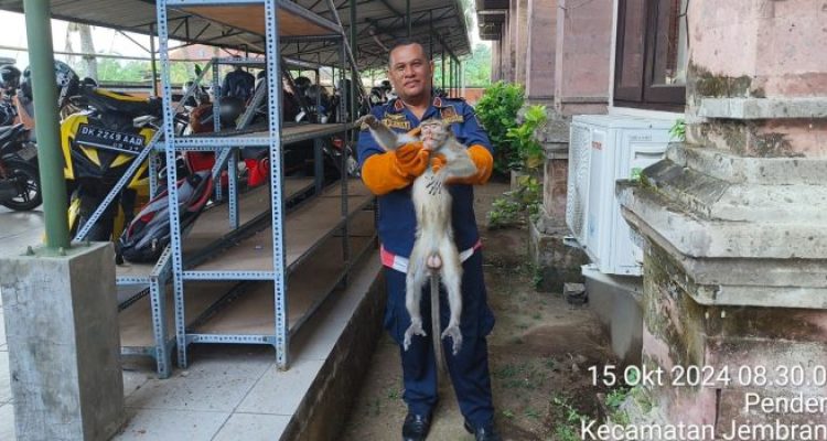 Ket poto: Seekor kera yang lepas dari kandangnya berhasil diamankan oleh Damkar dibantu Keswan Kesmavet Jembrana