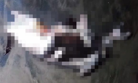 Ket poto: Kondisi lumba-lumba yang ditemukan terdampar di Pantai Pura Rambutsiwi