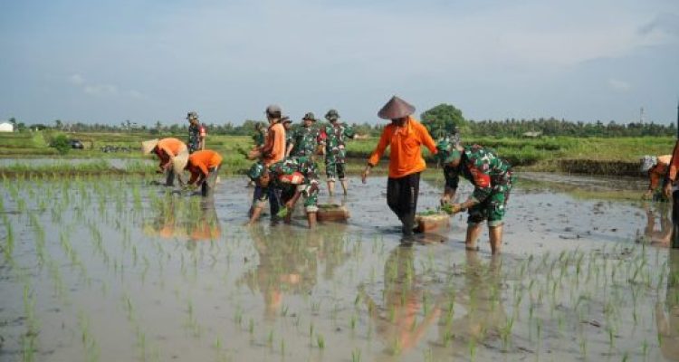 Ket poto: Anggota Kodim Jembrana berbaur bantu tanan padi fi Subak Peh, Desa Kaliakah