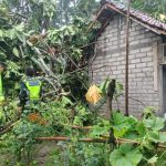 Ket poto: Kondisi rumah warga yang tertimpa pohon timbul