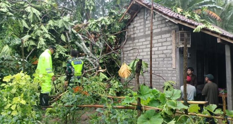 Ket poto: Kondisi rumah warga yang tertimpa pohon timbul