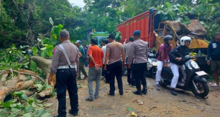 Ket poto: Evakuasi ohon tumbang di Gilimanuk