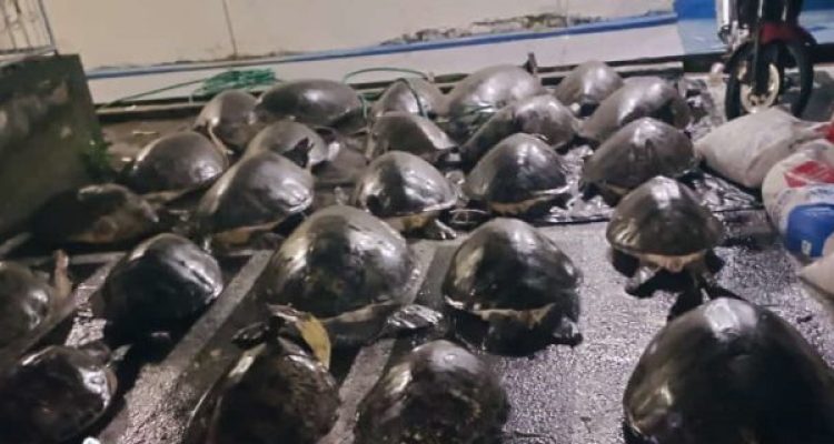 Ket poto: Penyu hijau hasil penyelundupan diamankan di Konservasi Penyu Kurma Asih, Desa Perancak, Kecamatan Jembrana