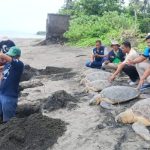 Ket poto: Petugas BKSDAbersama relawan dari KPP Kurma Asih Perancak menguburkan 5 ekor penyu yang mati akibat penyelundupan