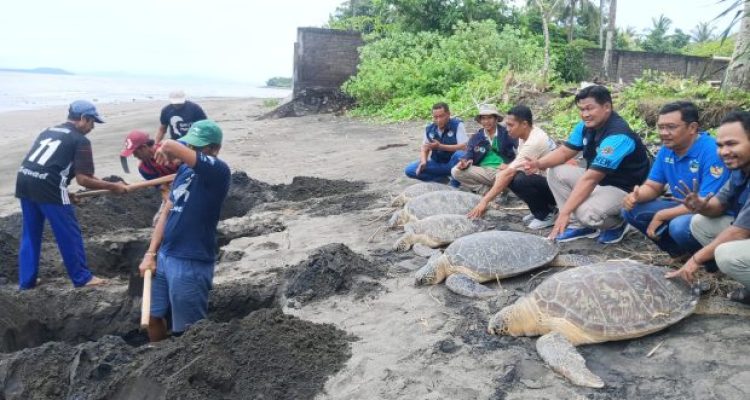 Ket poto: Petugas BKSDAbersama relawan dari KPP Kurma Asih Perancak menguburkan 5 ekor penyu yang mati akibat penyelundupan