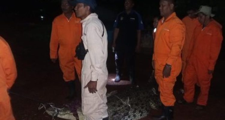 Ket poto: Tim Gabugan berhasil menangkap nuaya yang lepas akibat penangkaran jebol