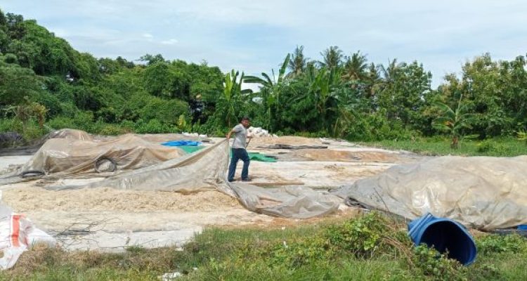 Ket poto: Salah satu pekerja di usaha pengengringan bulu ayam di Desa Pengambengan sedang menjemur bulu ayam