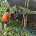 Ket Foto: Kegiatan penyuntikan vaksinasi PMK di tegalalang. Dok (*)