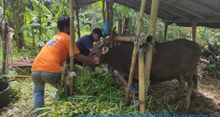 Ket Foto: Kegiatan penyuntikan vaksinasi PMK di tegalalang. Dok (*)