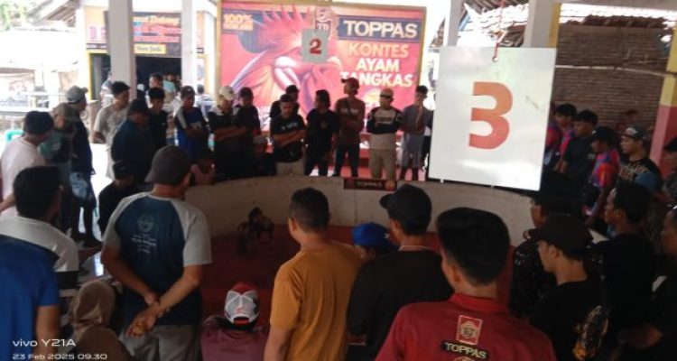 Ket poto: Kontes Tinju Ayam Atau Ayam Ketangkasan Yang Diadakan Di Desa Serut Kecamatan Panti, Kabupaten Jember