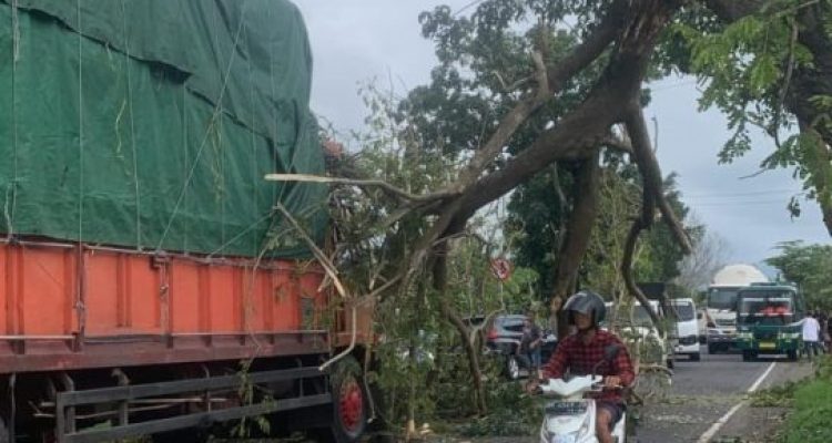 Ket poto: Sebuah truk melintas di jalan Denpasar Gilimanuk tepatnya di Banjar Tegak Gede tertimpa pohon