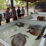 Ket poto: Penyu hijau hasil penyelundupan di amankan di penangkaran penyu Kurma Asih perancak