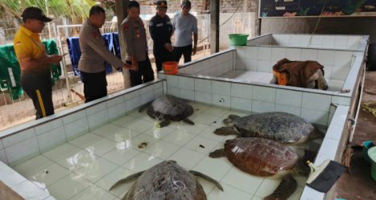 Ket poto: Penyu hijau hasil penyelundupan di amankan di penangkaran penyu Kurma Asih perancak