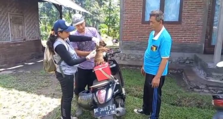 Ket Poto: tim veteriner Keswan Kesambet Kabupaten Jembrana melakukan vaksin rabies pada hewan ke salah satu warga