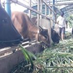 Ket poto: salah satu kandang sapi milik pengusaha di Jembrana