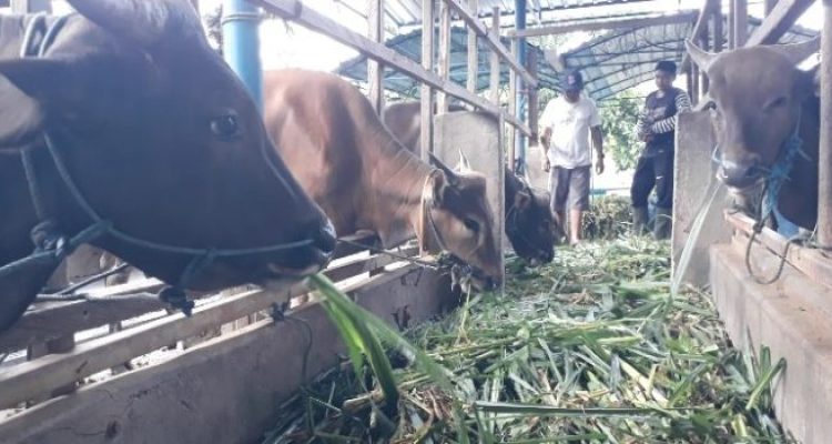 Ket poto: salah satu kandang sapi milik pengusaha di Jembrana