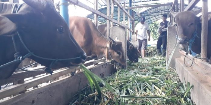 Ket poto: salah satu kandang sapi milik pengusaha di Jembrana