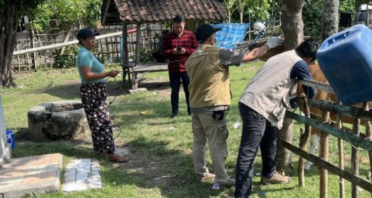 Ket poto: Petugas BBVet Denpasar mengambil sampel darah sapi di Desa Perancak