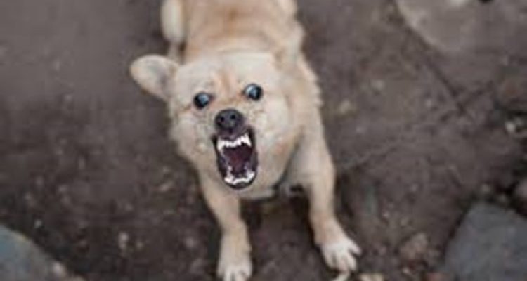 Ilustrasi (Ist) Ilustrasi (Ist)