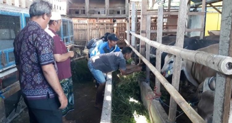Ket poto: Petugas memeriksa kesehatan hewan di salah satu kandang di Jembrana