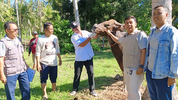 Ket poto: Petugas Keswan Kesmavet Jembrana memeriksa kesehatan sapi kurban bantuan Presiden Prabowo sebelum disemblih