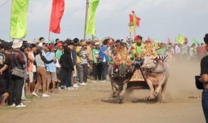 Ket poto: Tradisi Makepung Kabupaten Jembrana (Ist)