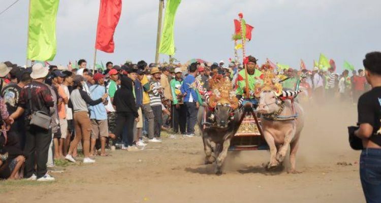 Ket poto: Tradisi Makepung Kabupaten Jembrana (Ist)