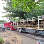 Ket poto: Truk angkut ternak berjejer di Lingkungan Arum dan Lingkungan Samiana sebelum dicek di Kandang Karantina Gilimanuk Ket poto: Truk angkut ternak berjejer di Lingkungan Arum dan Lingkungan Samiana sebelum dicek di Kandang Karantina Gilimanuk